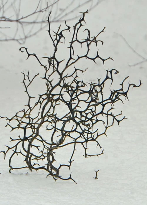 Flying Dragon Hardy Orange Tree - 7 Gallon Pot (3-4') Flying Dragon Hardy Orange Tree - 7 Gallon Pot (3-4') -Garden Plants shop Orange Flying Dragon 7 1