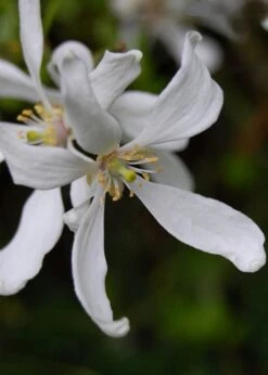 Flying Dragon Hardy Orange Tree - 3 Gallon Pot -Garden Plants shop Orange Flying Dragon 8