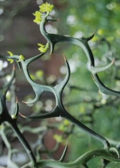 Flying Dragon Hardy Orange Tree - 7 Gallon Pot (5-6') (COPY) -Garden Plants shop Orange Flying Dragon 9 2