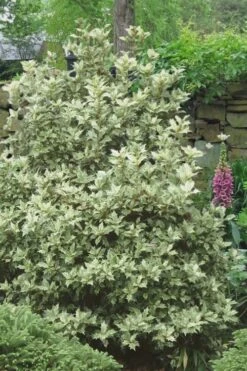 Goshiki Osmanthus (Variegated False Holly) - 5 Gallon Pot -Garden Plants shop Osmanthus Goshiki 20 1