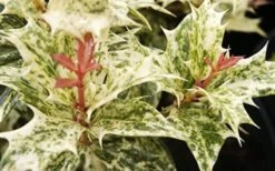 Goshiki Osmanthus (Variegated False Holly) - 7 Gallon Pot 5 Goshiki Osmanthus (Variegated False Holly) - 7 Gallon Pot -Garden Plants shop Osmanthus Goshiki Foliage Closeup 2