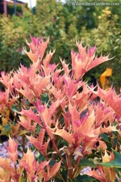 Party Lights Pink Flush Tea Olive - Osmanthus Heterophyllus - 3 Gallon Pot -Garden Plants shop Osmanthus Party Lights 11 1