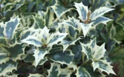 Fragrant Variegated Tea Olive - Osmanthus Heterophyllus 'Variegatus' - 3 Gallon Pot -Garden Plants shop Osmanthus Variegated False Holly Leaves