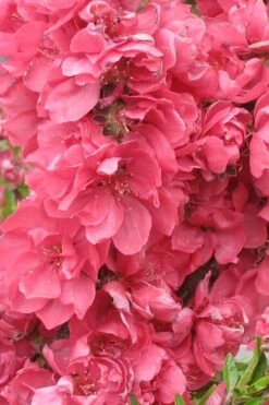 Bonanza Dwarf Patio Peach Tree - 2 Gallon Pot 3 Bonanza Dwarf Patio Peach Tree - 2 Gallon Pot -Garden Plants shop Peach Bonanza 3