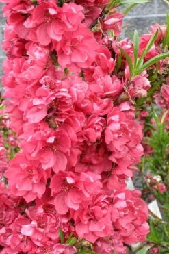 Bonanza Dwarf Patio Peach Tree - 2 Gallon Pot 6 Bonanza Dwarf Patio Peach Tree - 2 Gallon Pot -Garden Plants shop Peach Bonanza 4