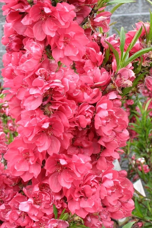 Bonanza Dwarf Patio Peach Tree - 2 Gallon Pot Bonanza Dwarf Patio Peach Tree - 2 Gallon Pot -Garden Plants shop Peach Bonanza 4