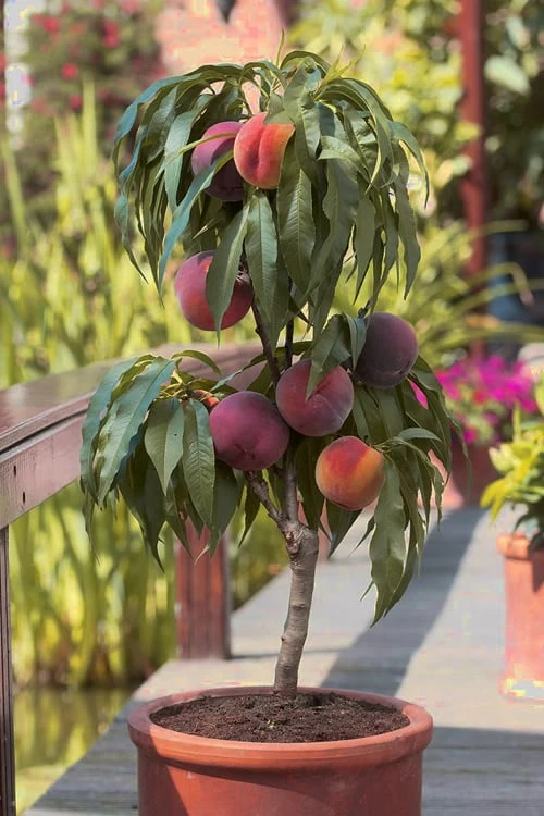 Bonanza Dwarf Patio Peach Tree - 2 Gallon Pot Bonanza Dwarf Patio Peach Tree - 2 Gallon Pot -Garden Plants shop Peach Bonanza 6