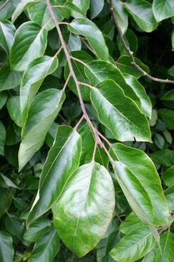 American Persimmon Tree (Diospyros Virginiana) - 3 Pack Of 1.5 Quart Pots -Garden Plants shop Persimmon American 3 1