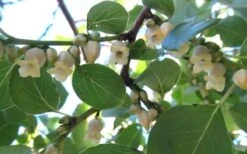 American Persimmon Tree - Diospyros Virginiana - 3 Gallon Pot -Garden Plants shop Persimmon American 5