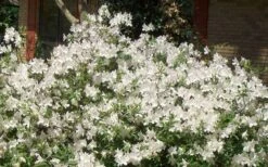 Mrs. G.G. Gerbing White Southern Indica Azalea - 3 Gallon Pot -Garden Plants shop Picture Azlea GG Gerbing 1
