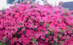 Judge Solomon Southern Indica Azalea - 1 Gallon Pot -Garden Plants shop Picture Azlea Judge Solomon Flowers