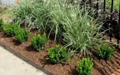 Baby Gem Boxwood - 7 Gallon Pot -Garden Plants shop Picture Boxwood Baby Gem Edger 3