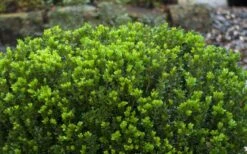 Baby Gem Boxwood - 6 Pack Of 1 Gallon Pots -Garden Plants shop Picture Boxwood Baby Gem Leaves 4