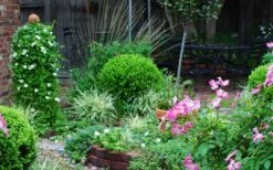 Baby Gem Boxwood - 3 Gallon Pot -Garden Plants shop Picture Boxwood Baby Gem Specimen 2