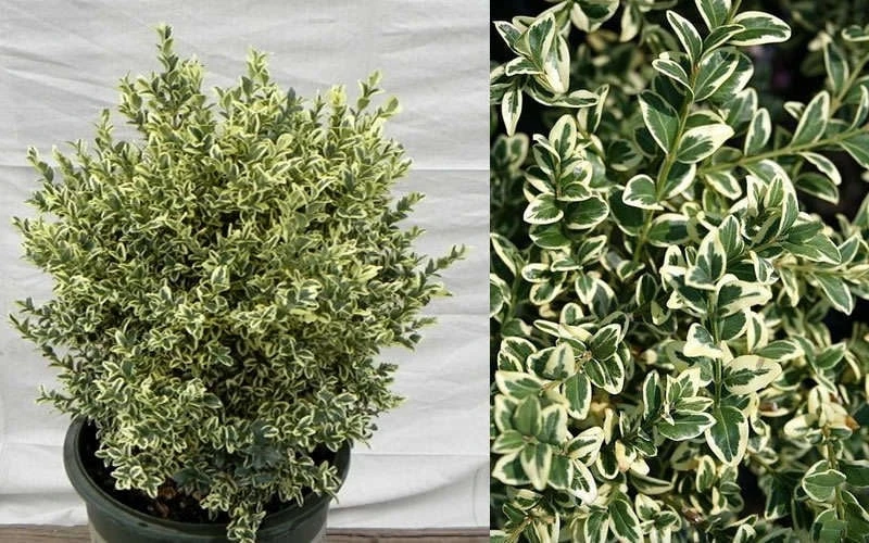 Dwarf Variegated Boxwood - 6 Pack of 1 Gallon Pots Dwarf Variegated Boxwood - 6 Pack Of 1 Gallon Pots -Garden Plants shop Picture Boxwood Dwarf Variegated 1