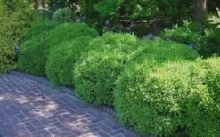 Franklins Gem Dwarf Boxwood - 6 Pack Of 1 Gallon Pots -Garden Plants shop Picture Boxwood Franklins Gem 2 2