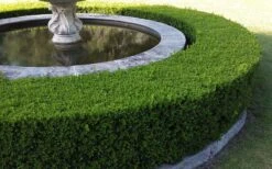 Little Missy Dwarf Boxwood - 5 Pack Of Quart Pots -Garden Plants shop Picture Boxwood Franklins Gem Hedge 1