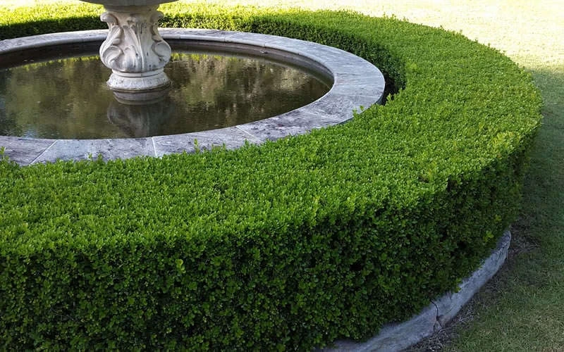 Little Missy Dwarf Boxwood - 6 Pack of 1 Gallon Pots Little Missy Dwarf Boxwood - 6 Pack Of 1 Gallon Pots -Garden Plants shop Picture Boxwood Franklins Gem Hedge 3