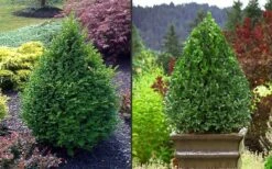 Green Mountain Boxwood - 1 Gallon Pot 6 Green Mountain Boxwood - 1 Gallon Pot -Garden Plants shop Picture Boxwood Green Mountain 2 4