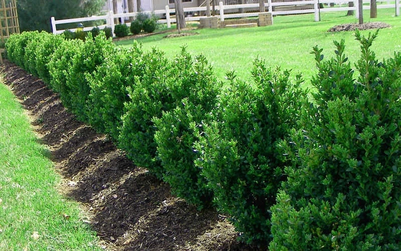 Green Mountain Boxwood - 3 Gallon Pot Green Mountain Boxwood - 3 Gallon Pot -Garden Plants shop Picture Boxwood Green Mountain Hedge 6