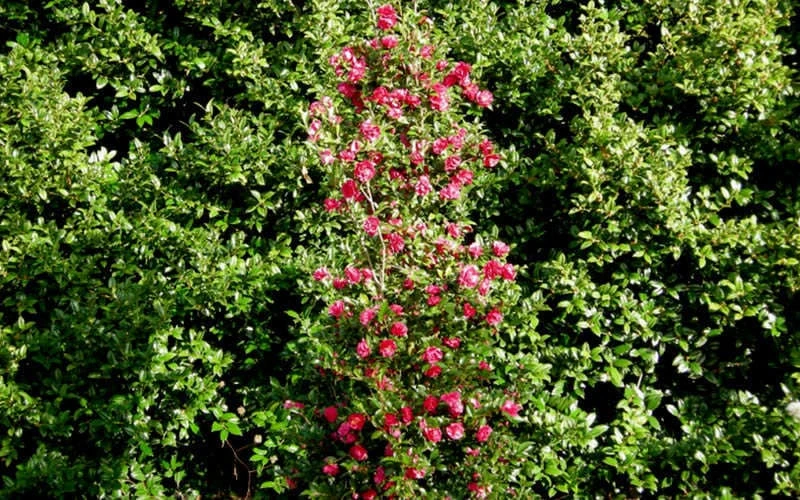 October Magic Rose Camellia - 2 Gallon Pot October Magic Rose Camellia - 2 Gallon Pot -Garden Plants shop Picture Camellia October Magic Rose Column