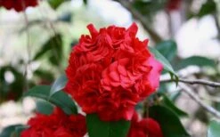 Professor Sargent Camellia Japonica - 1 Gallon Pot -Garden Plants shop Picture Camellia Professor Sargent Closeup 1