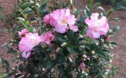 October Magic Orchid Camellia - 1 Gallon Pot -Garden Plants shop Picture CamelliaOrchidOctoberMajic 2