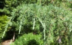 Deodar Cedar Tree - 6 Pack Of 1 Gallon Pots 5 Deodar Cedar Tree - 6 Pack Of 1 Gallon Pots -Garden Plants shop Picture Cedar Deodara 2