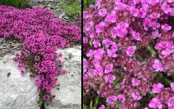 Red Creeping Thyme (Thymus Praecox 'Coccineus') - 8 Pack Of Quart Pots 5 Red Creeping Thyme (Thymus Praecox 'Coccineus') - 8 Pack Of Quart Pots -Garden Plants shop Picture Creeping Thyme Red 4