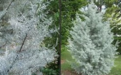 Silver Smoke Arizona Cypress - 1 Gallon Pot -Garden Plants shop Picture Cypress Silver Smoke 2 1