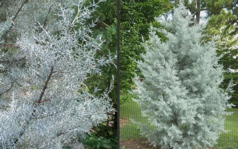 Silver Smoke Arizona Cypress - 3 Gallon Pot Silver Smoke Arizona Cypress - 3 Gallon Pot -Garden Plants shop Picture Cypress Silver Smoke 2