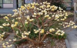 Edgeworthia Chrysantha - Paper Bush - 3 Gallon -Garden Plants shop Picture Edgeworthia Paper Bush 3