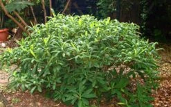 Edgeworthia Chrysantha - Paper Bush - 3 Gallon -Garden Plants shop Picture Edgeworthia Shrub