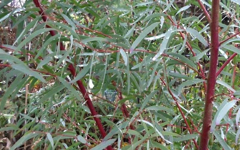 Angus Cold Hardy Eucalyptus Tree (Eucalyptus nicholii) - 5 Gallon Pot Angus Cold Hardy Eucalyptus Tree (Eucalyptus Nicholii) - 5 Gallon Pot -Garden Plants shop Picture Eucalyptus Tree Anugus Willow Leaf Peppermint 2