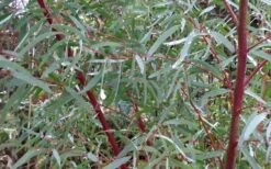 Angus Cold Hardy Eucalyptus Tree (Eucalyptus Nicholii) - Quart Pot -Garden Plants shop Picture Eucalyptus Tree Anugus Willow Leaf Peppermint