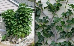 Brown Turkey Fig Tree - 3 Gallon Pot 6 Brown Turkey Fig Tree - 3 Gallon Pot -Garden Plants shop Picture Fig Brown Turkey Espalier 1