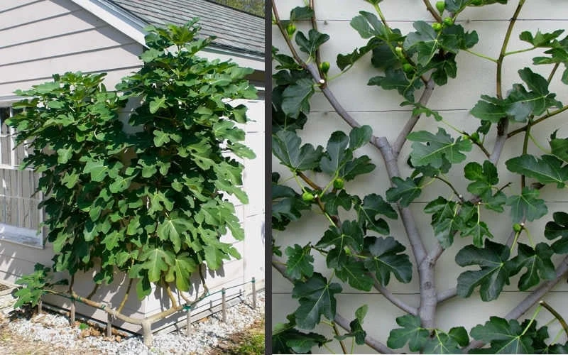Brown Turkey Fig Tree - 6 Pack of 1 Gallon Pots Brown Turkey Fig Tree - 6 Pack Of 1 Gallon Pots -Garden Plants shop Picture Fig Brown Turkey Espalier