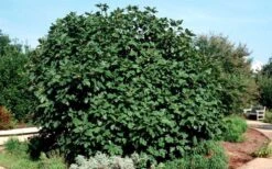 Brown Turkey Fig Tree - 6 Pack Of 1 Gallon Pots 5 Brown Turkey Fig Tree - 6 Pack Of 1 Gallon Pots -Garden Plants shop Picture Fig Brown Turkey Shrub Large