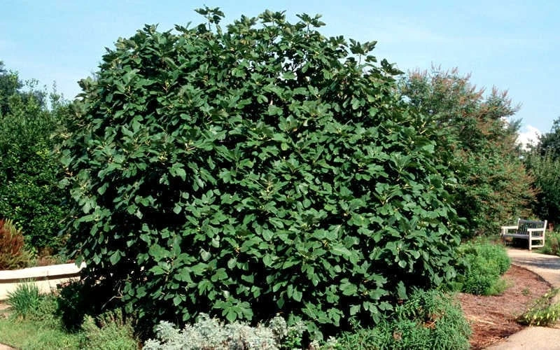 Brown Turkey Fig Tree - 6 Pack of 1 Gallon Pots Brown Turkey Fig Tree - 6 Pack Of 1 Gallon Pots -Garden Plants shop Picture Fig Brown Turkey Shrub Large