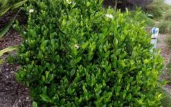 August Beauty Gardenia - 6 Pack Of 1 Gallon Pots -Garden Plants shop Picture Gardenia August Beauty 1