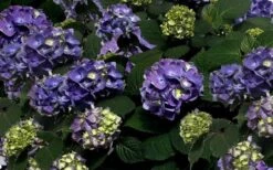 Bloomstruck Endless Summer Hydrangea - 3 Gallon Pot -Garden Plants shop Picture Hydrangea Bloomstruck