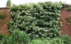 Moonlight Climbing Hydrangea - 2 Gallon Pot -Garden Plants shop Picture Hydrangea Climbing Petiolaris 5 2