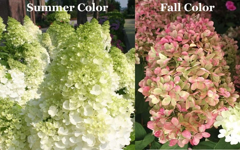Limelight PeeGee Hydrangea - Single Trunk Topiary Tree - 5 Gallon Pot Limelight PeeGee Hydrangea - Single Trunk Topiary Tree - 5 Gallon Pot -Garden Plants shop Picture Hydrangea Limelight 3 1