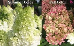 Limelight PeeGee Hydrangea - 1 Gallon Pot -Garden Plants shop Picture Hydrangea Limelight 3