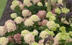 Little Lime Hydrangea - 3 Pack Of Quart Pots 5 Little Lime Hydrangea - 3 Pack Of Quart Pots -Garden Plants shop Picture Hydrangea Little Lime 2 1