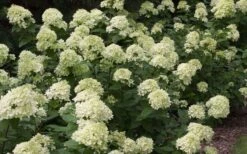 Little Lime Hydrangea - 6 Pack Of 1 Gallon Pots 4 Little Lime Hydrangea - 6 Pack Of 1 Gallon Pots -Garden Plants shop Picture Hydrangea Little Lime 3