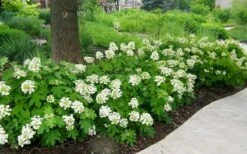 Pee Wee Dwarf Oakleaf Hydrangea - 2 Gallon Pot -Garden Plants shop Picture Hydrangea Oakleaf Pee Wee Border 2