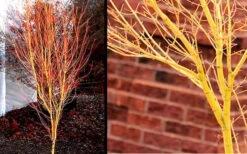 Bihou Yellow Bark Japanese Maple - 3 Gallon Pot -Garden Plants shop Picture Japanese Maple Bihou 1