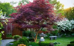 Bloodgood Red Leaf Japanese Maple - 1 Gallon Pot -Garden Plants shop Picture Japanese Maple Bloodgood tree 1