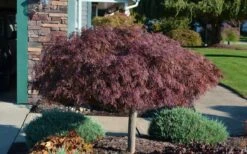 Crimson Queen Dwarf Japanese Maple - 1 Gallon Pot -Garden Plants shop Picture Japanese Maple Crimson Queen 1